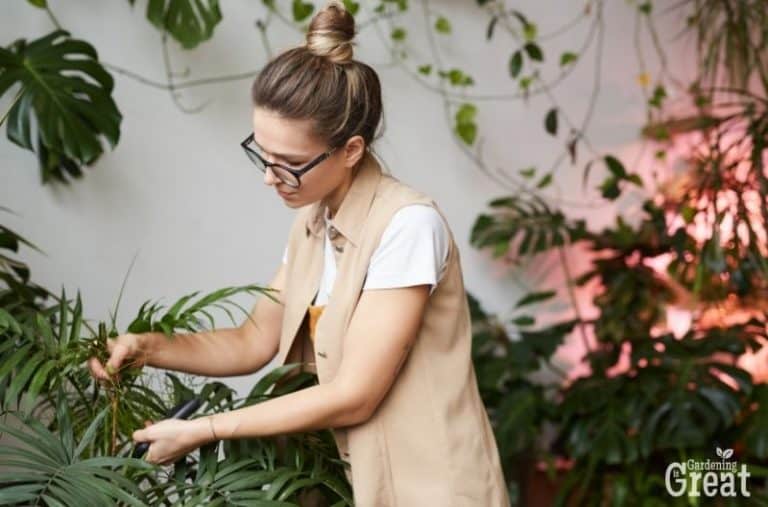 First Time Plant Owner? Here are Some Helpful Tips to Keep in Mind