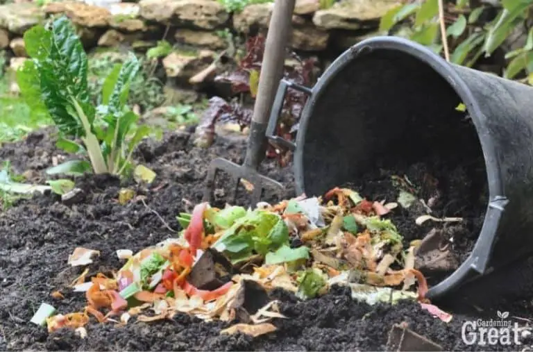 5 Composting Tips for Beginners