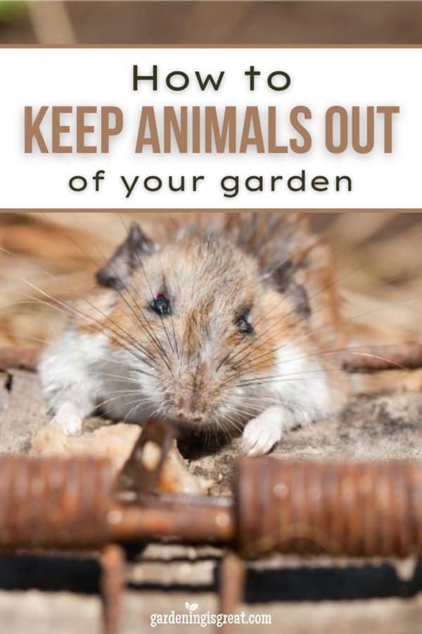 How to Keep Animals Out of Your Garden Gardening is Great