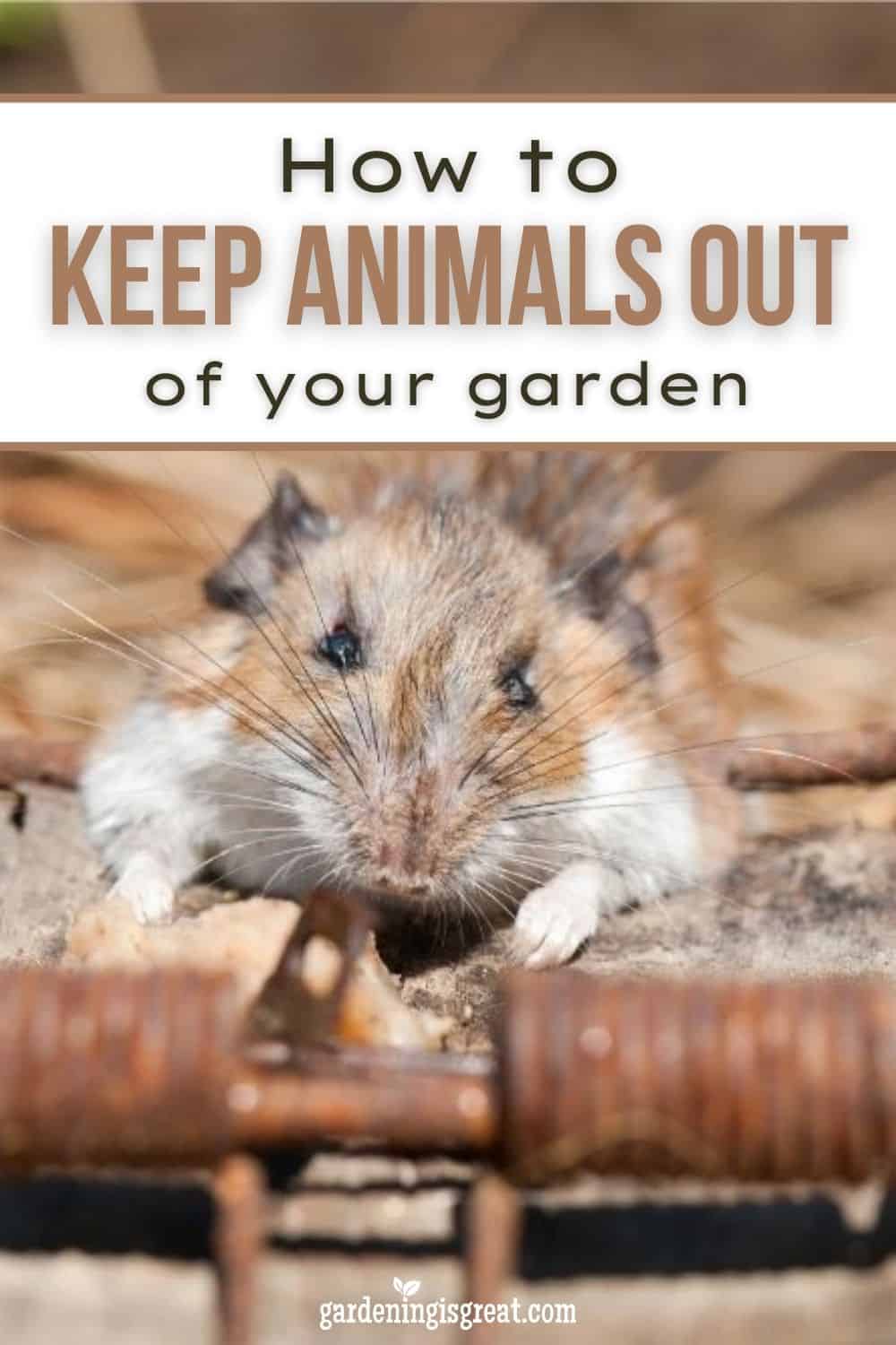 keep animals out of your garden pin
