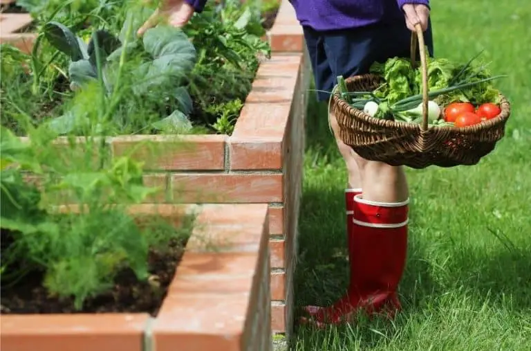 How to Start a Raised Bed Garden
