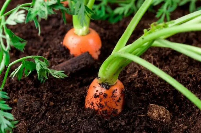 How to Grow Carrots in the Garden