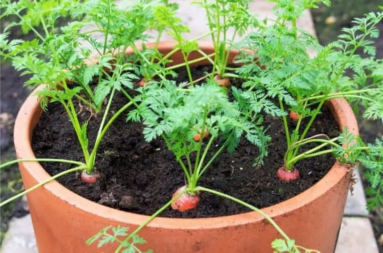 How to Grow Carrots in a Bucket