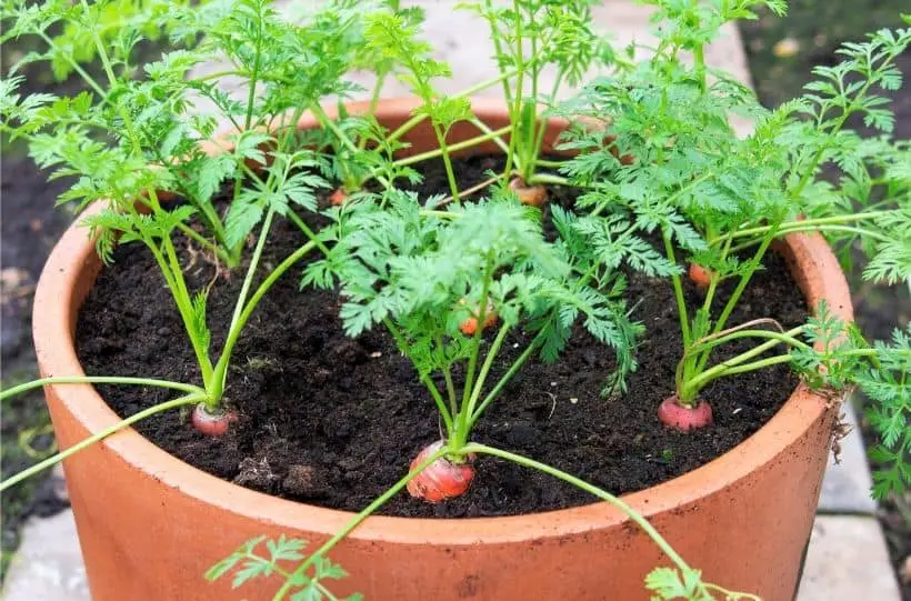 carrots growing in a bucket