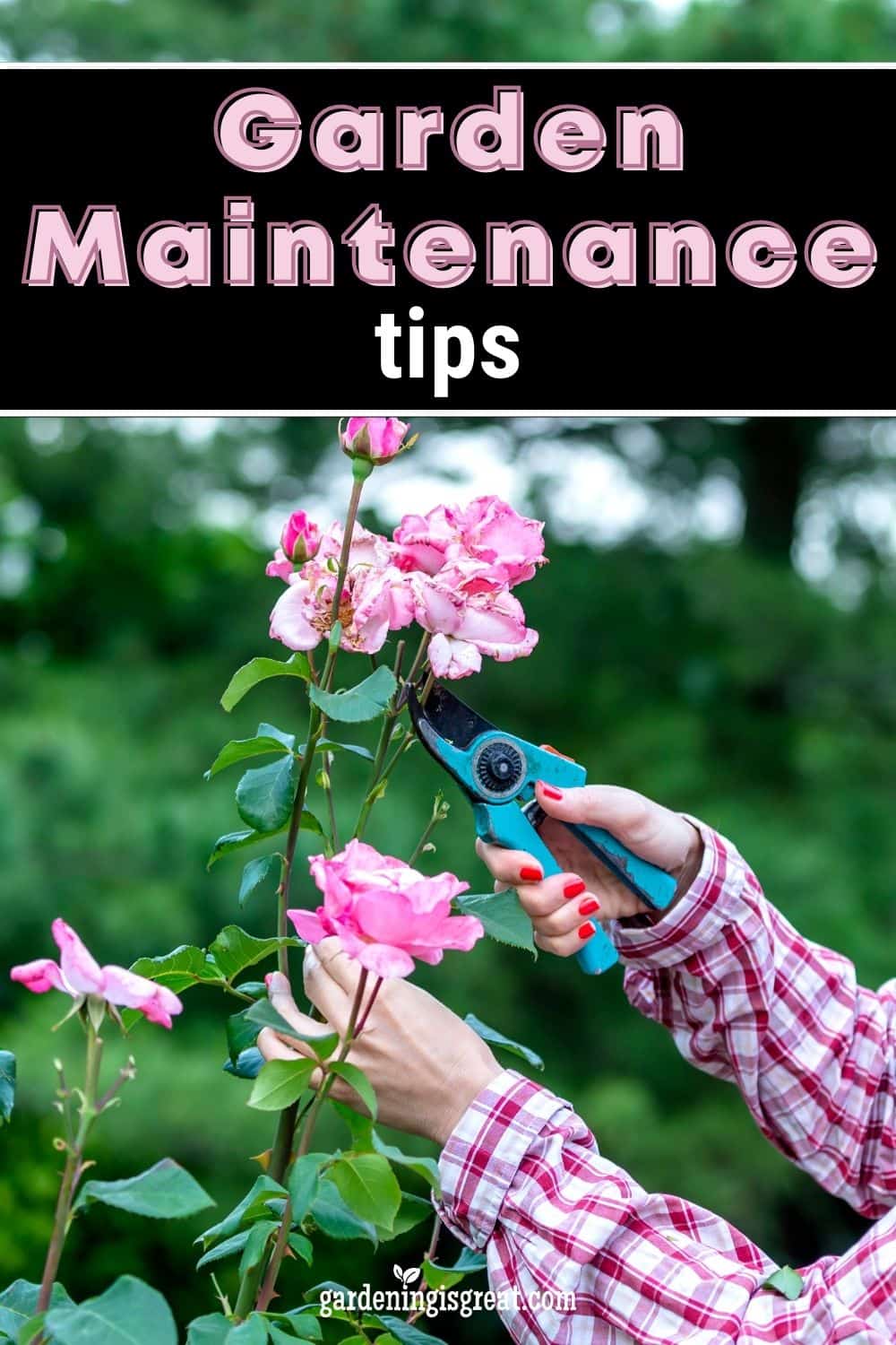 garden maintenance tips