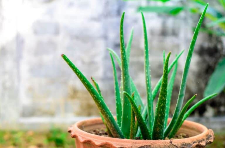 How to Grow and Care For Aloe Vera