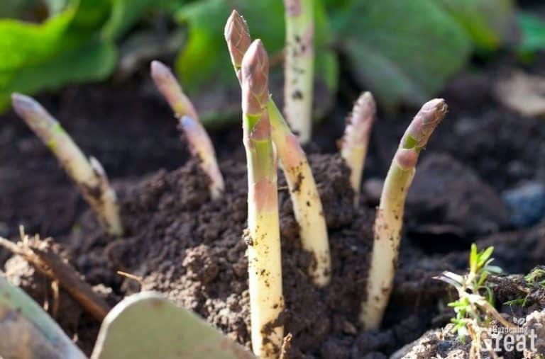 How to Plant and Grow Asparagus