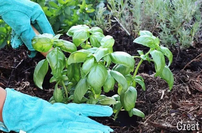 How to Plant, Grow, and Harvest Basil