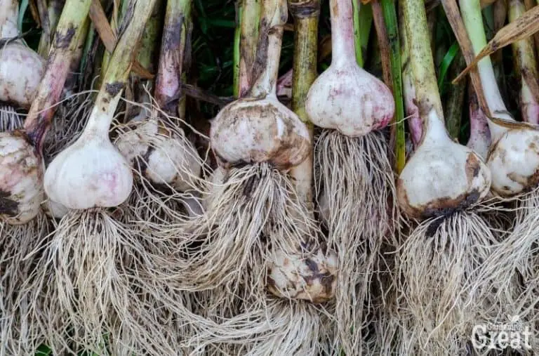 How to Grow and Harvest Garlic