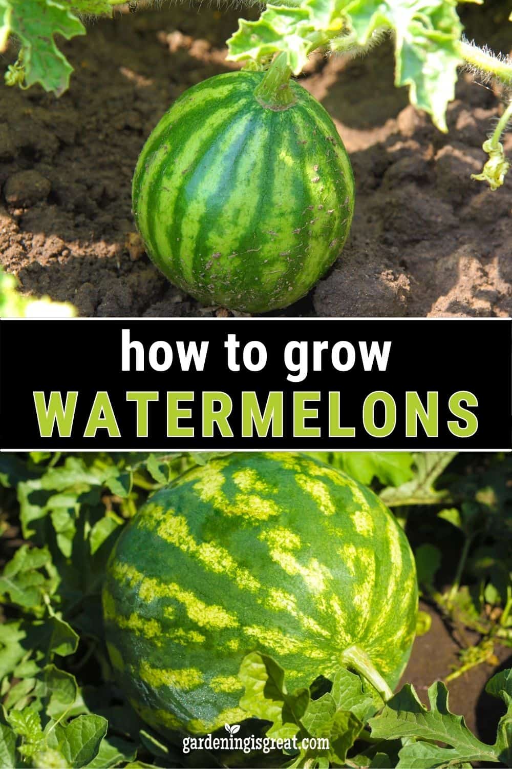 grow watermelons pin