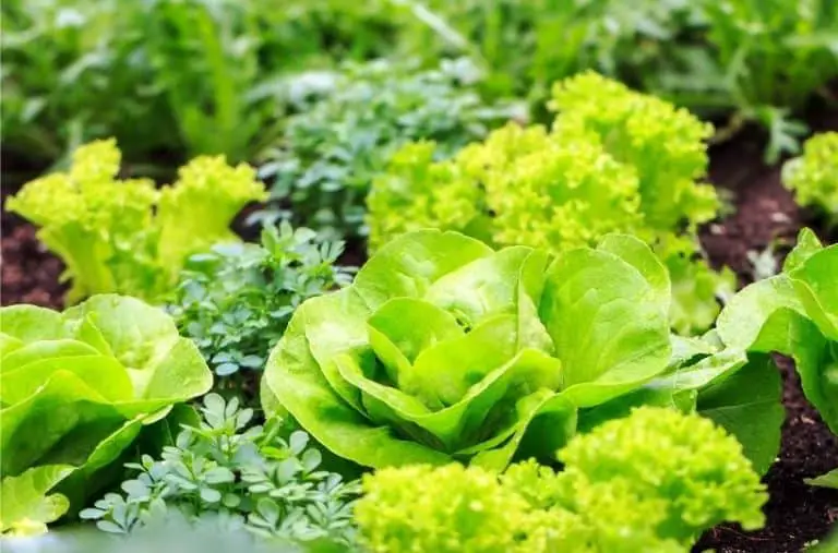 Grow Great Lettuce in your Home Garden