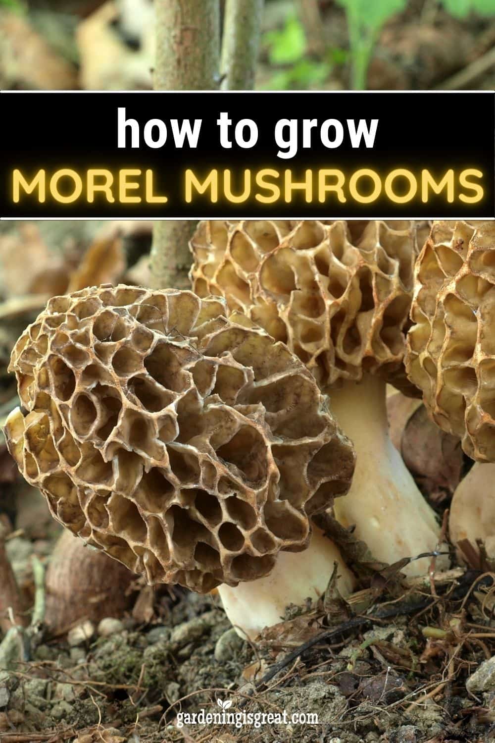 Actual Morel Inside Morel Mushroom Spores in wood shavings Michigan Grown