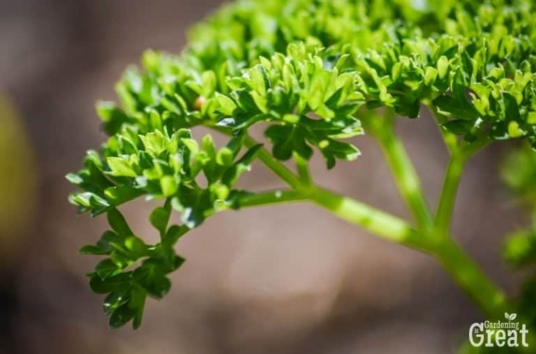 How to Grow Parsley in the Garden