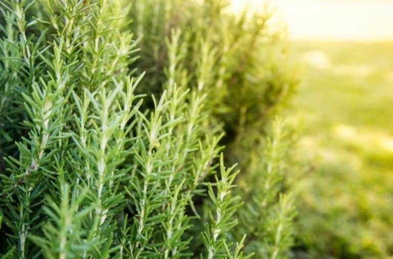 How to Grow and Harvest Rosemary