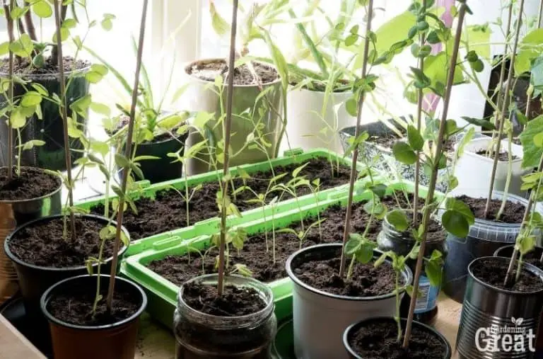 A Guide to Growing Vegetables Indoors for Beginners