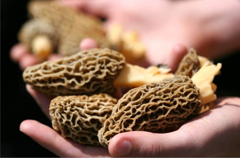handfuls of morel mushrooms