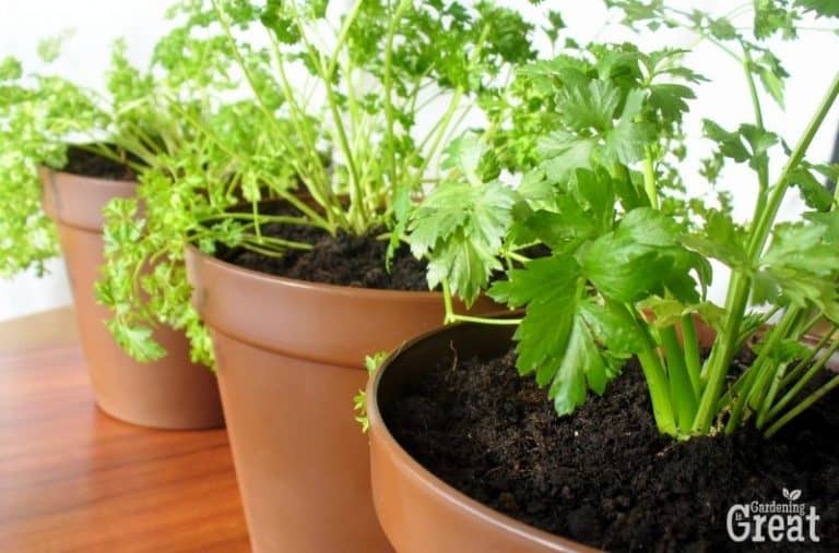 8 Easiest Herbs to Grow in Pots Gardening is Great
