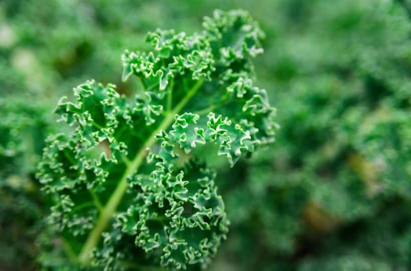 growing-kale