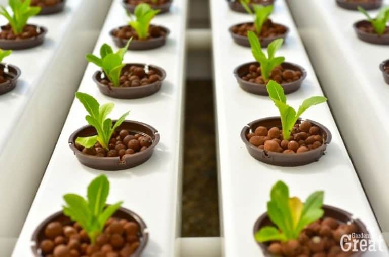 A Guide to Hydroponics for Beginners