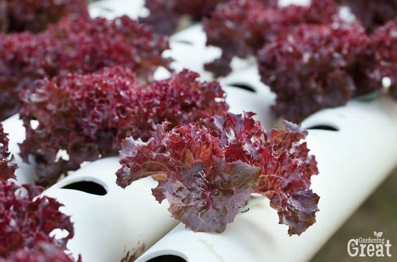 red lettuce growing with hydroponics