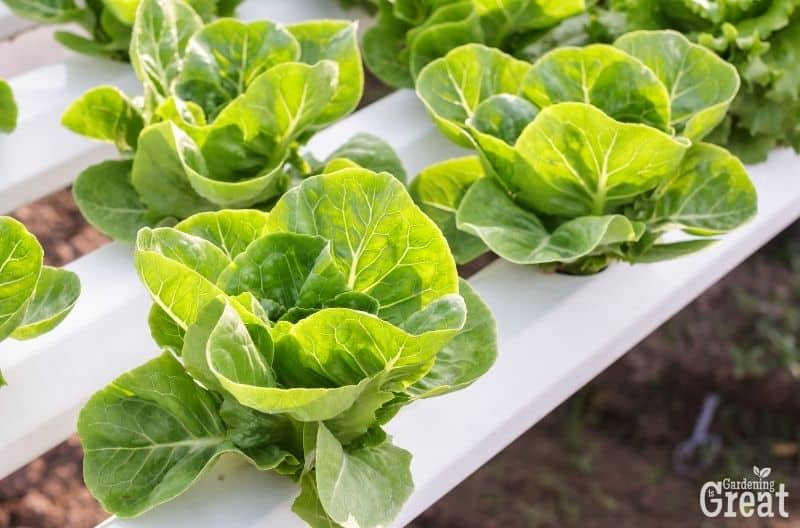 growing vegetables with hydroponics