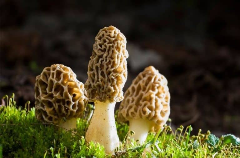 How to Grow Morel Mushrooms