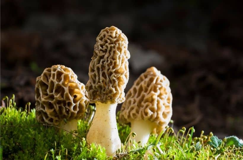 morel mushrooms growing