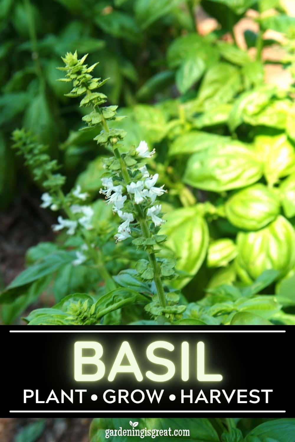 Plant, grow, and harvest basil.