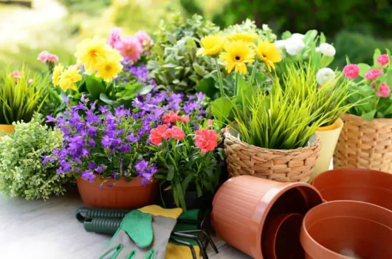 8 Low Maintenance Outdoor Potted Plants
