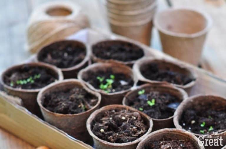 How to Start Plants from Seed for Beginners