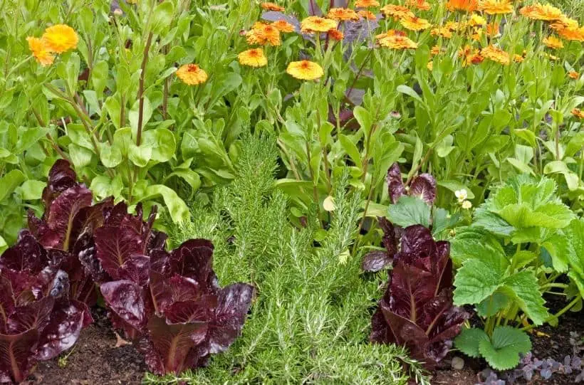 Companion planting lettuce marigold and strawberry