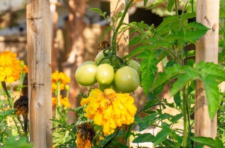 Best Companion Plants for Tomatoes in Your Vegetable Garden