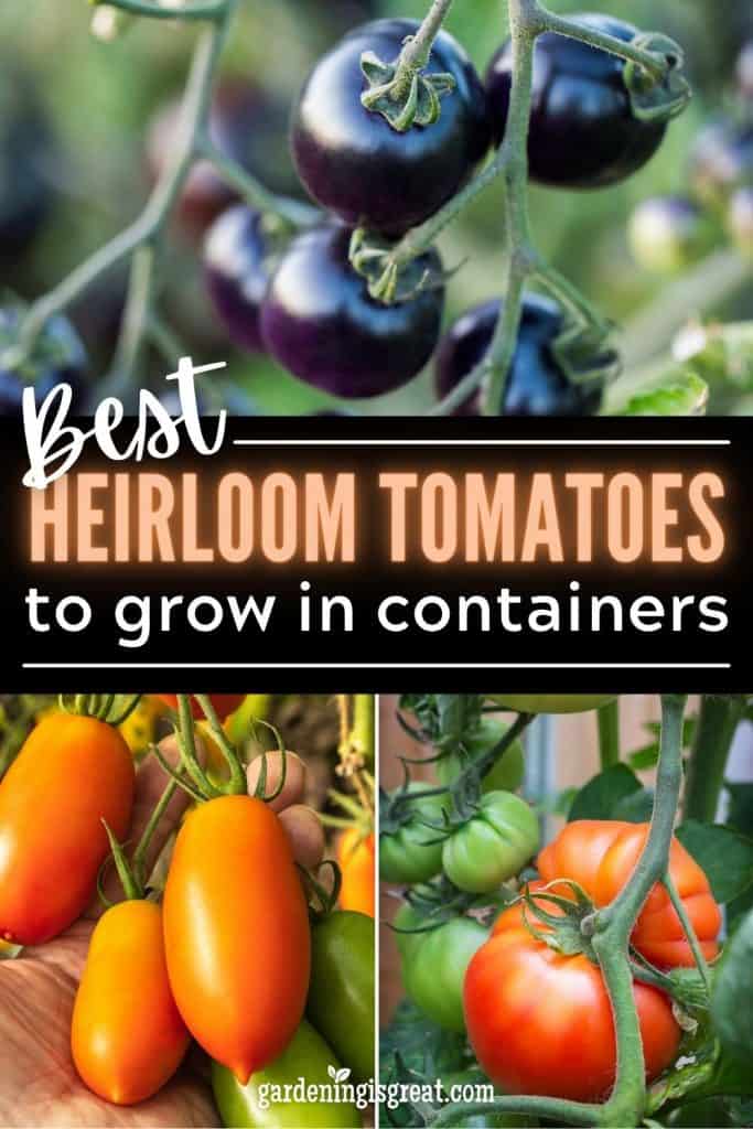 15 of The Best Heirloom Tomatoes to Grow in Containers Gardening is Great