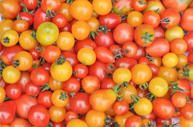 cherry tomato varieties