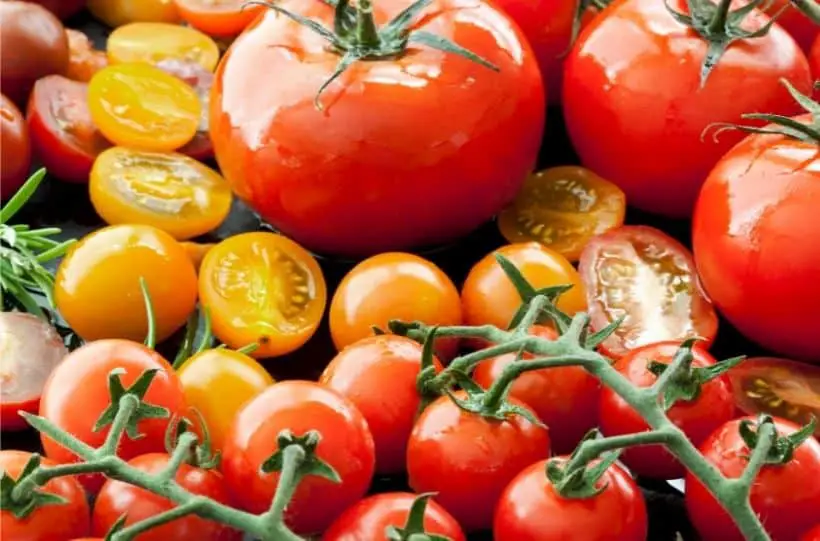 different tomato varieties