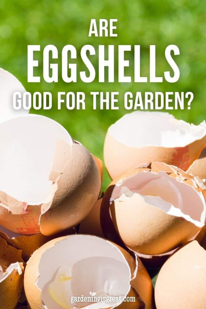 Are Eggshells Good for Vegetable Gardens? Gardening is Great