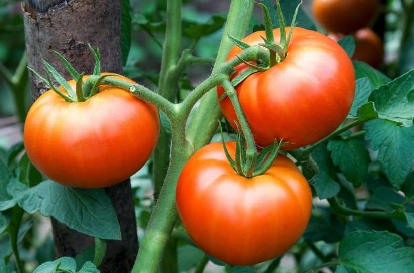 grow lots of tomatoes
