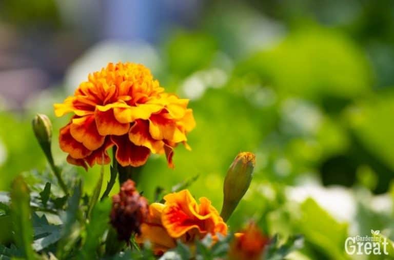How to Plant and Grow Marigolds