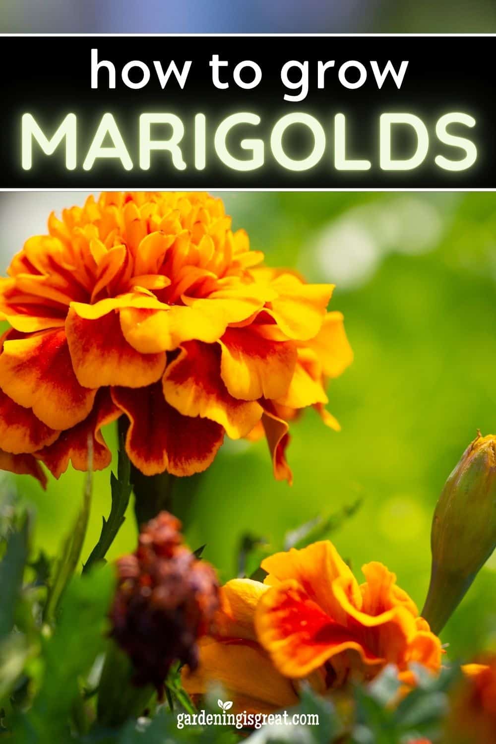 grow marigolds pin