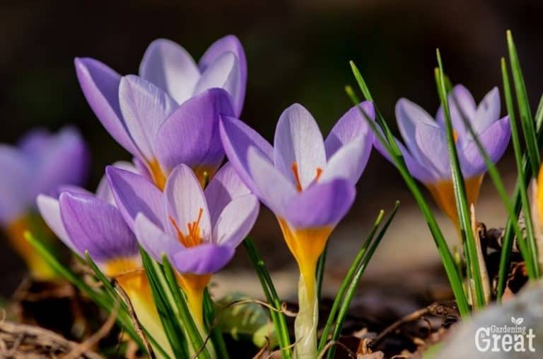 How to Grow Saffron in Your Backyard
