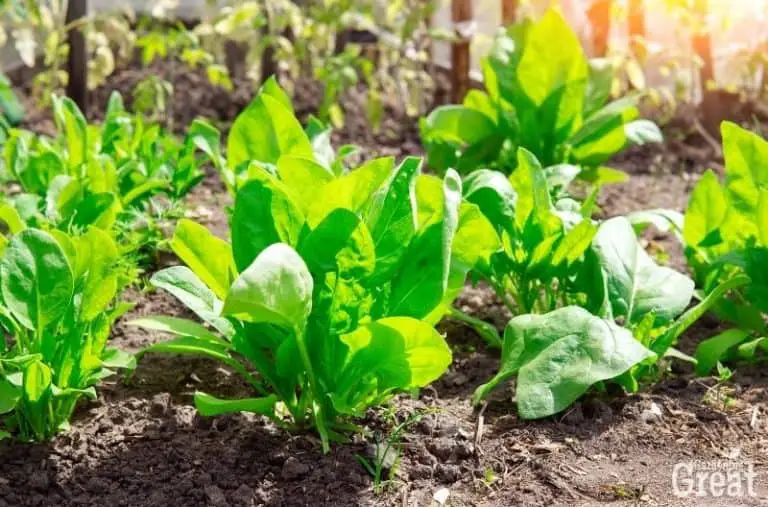 How to Grow Spinach for Salads or Sandwiches