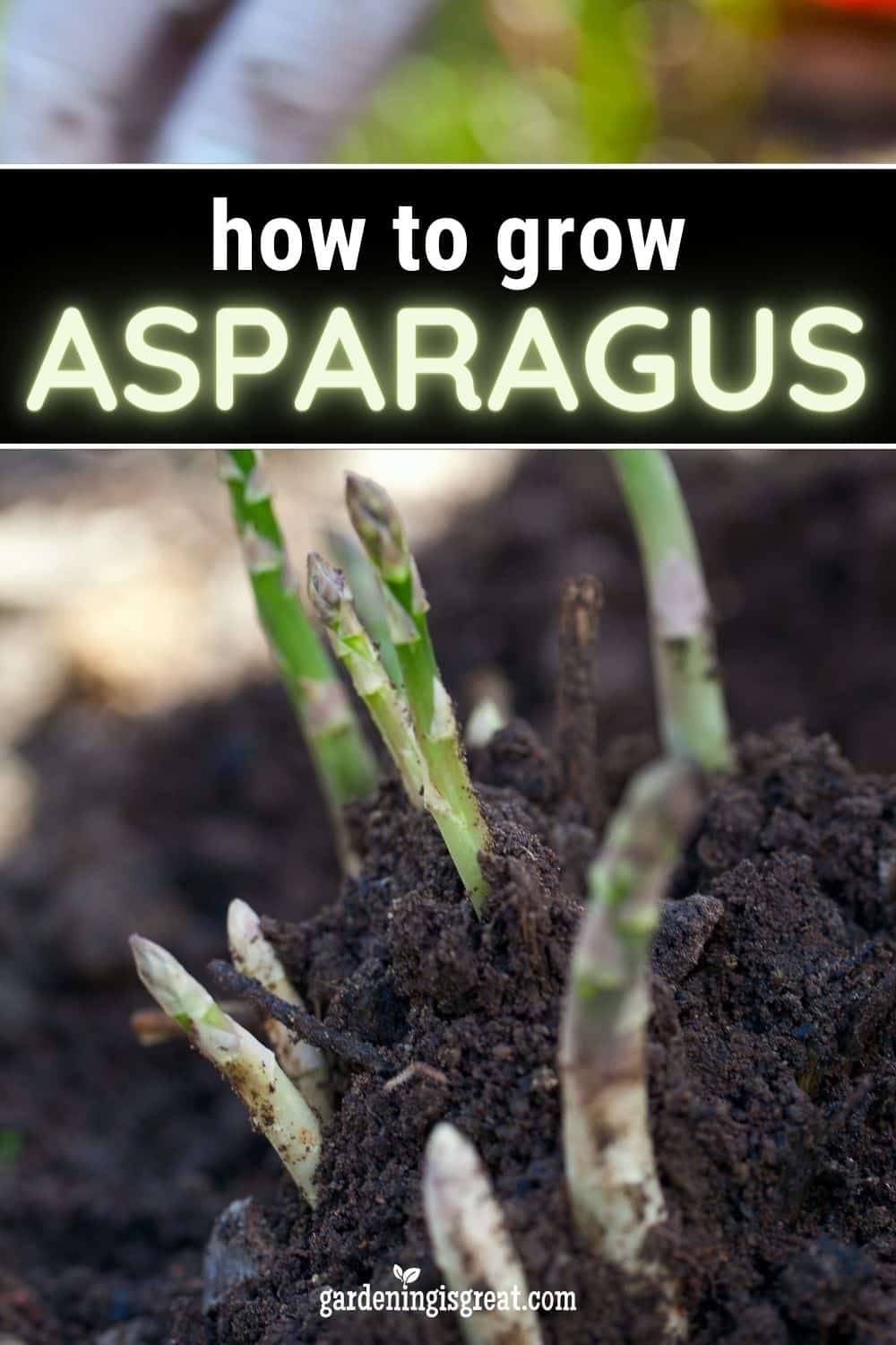 How to grow asparagus pin