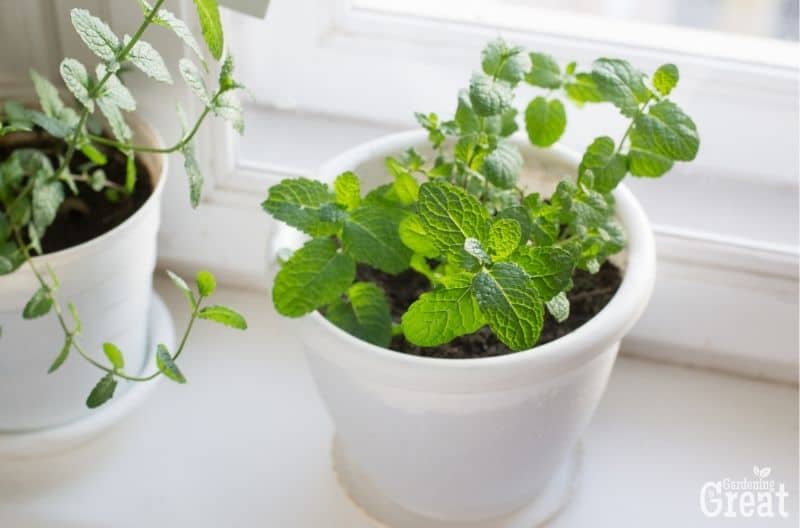 growing mint indoors