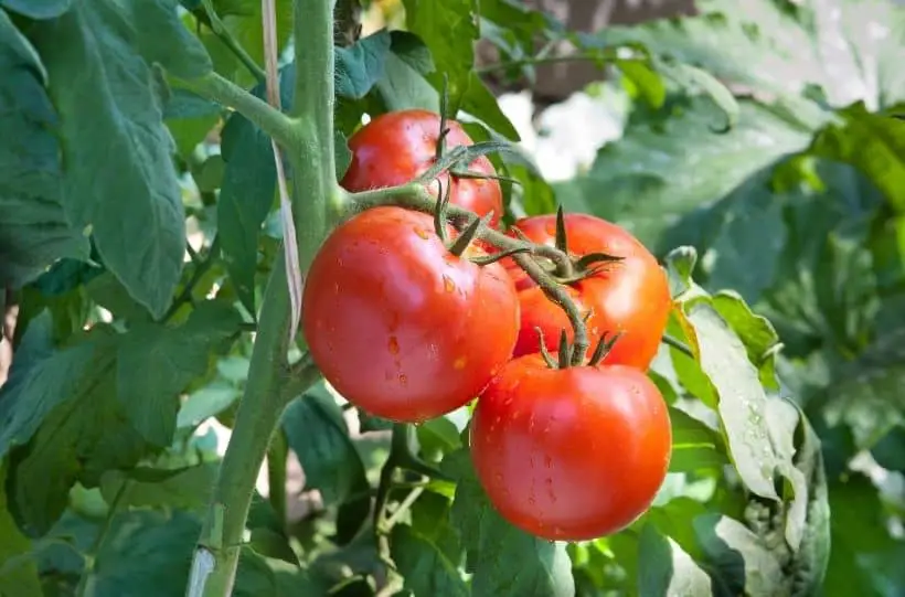 growing tomatoes garden