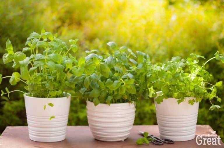 A Guide to Growing Herbs for Beginners