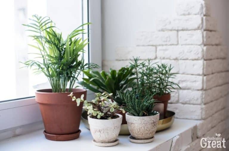 11 Tips to Keep Your Houseplants Alive