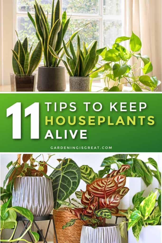 11 Tips to Keep Your Houseplants Alive Gardening is Great