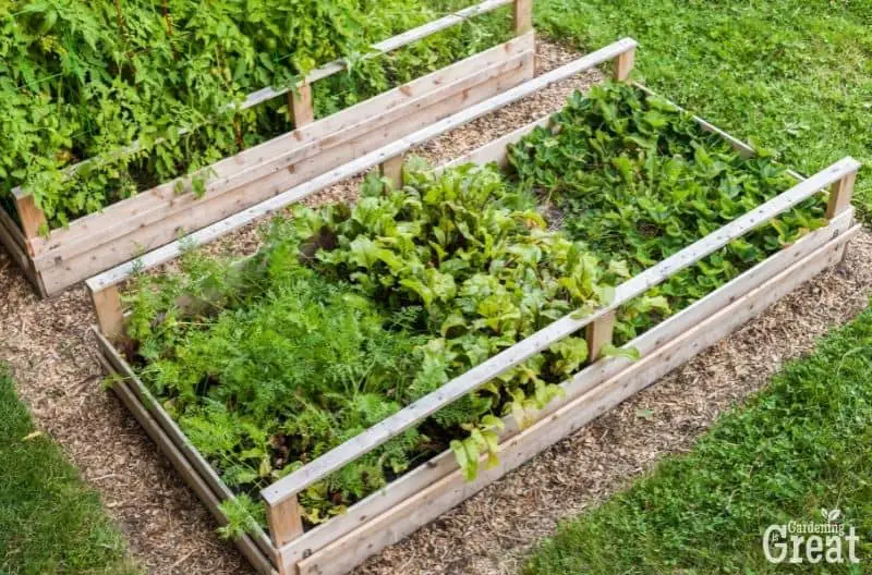 Galvanized Steel Vs Wood Garden Beds: Which is Best? | Gardening is Great