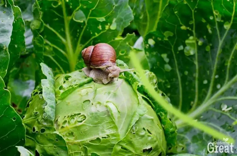 3 Common Garden Pests and How to Control Them