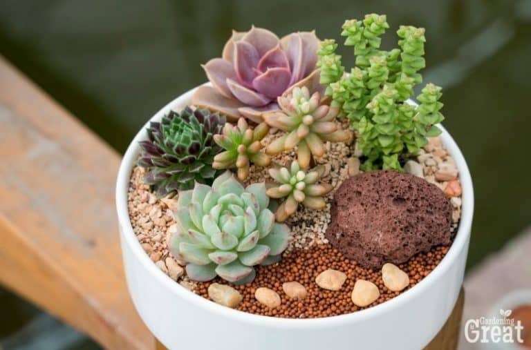 How to Care For Succulents Indoors